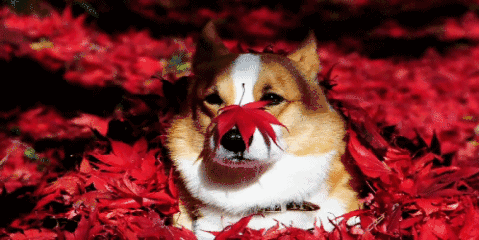 拾秋叶.gif 拾秋叶.gif