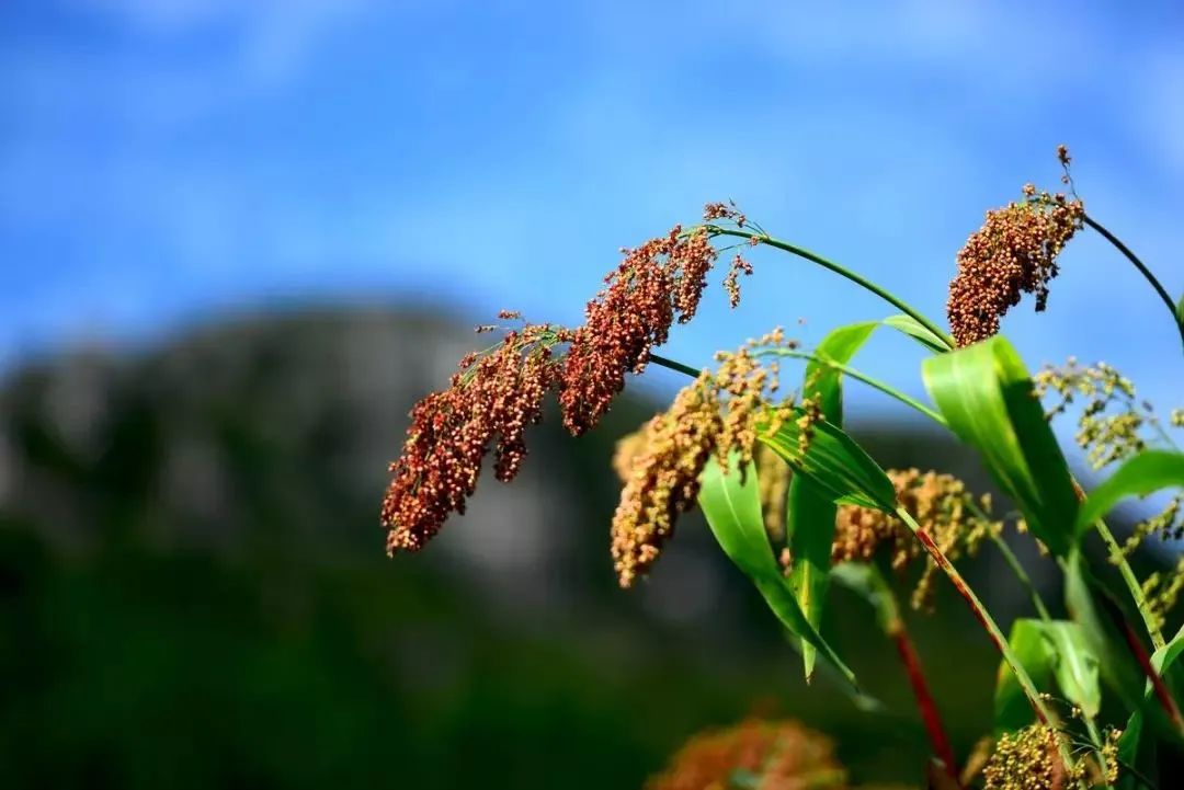 高粱1.jpg 高粱1.jpg