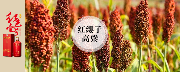 小年话酱酒：酿优质酱酒为什么一定要红缨子糯高粱？
