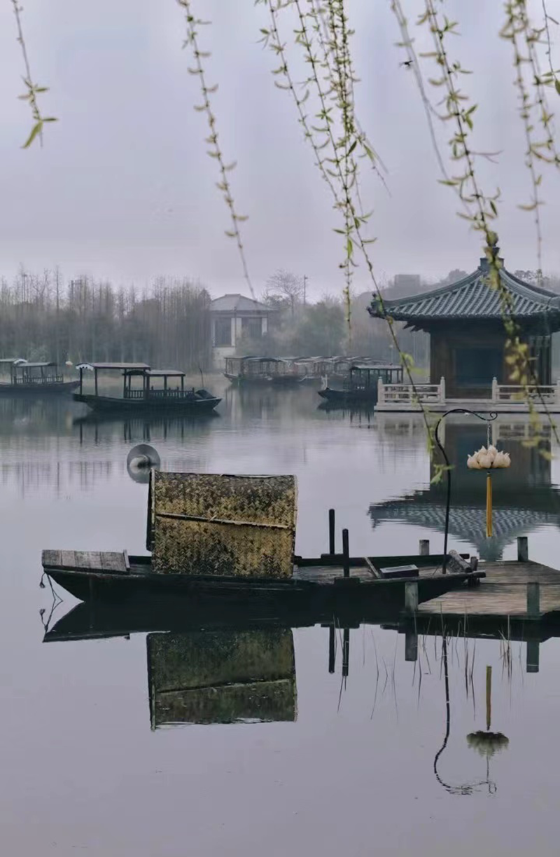 雨柳情