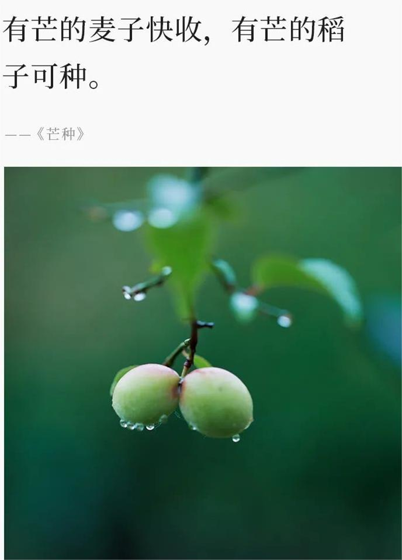芒种