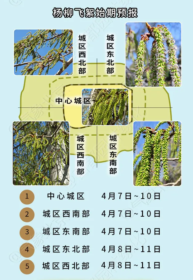 【环境与健康】进入杨柳飞絮期，如何科学防护？