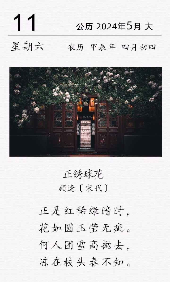 顾逢《​正绣球花》