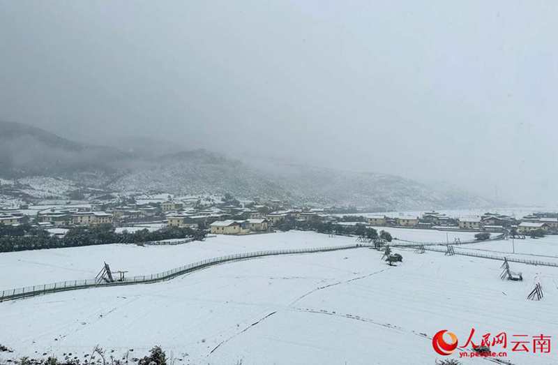 云南香格里拉：“夏”雪映杜鹃 风景美如画