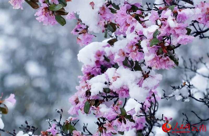 云南香格里拉：“夏”雪映杜鹃 风景美如画