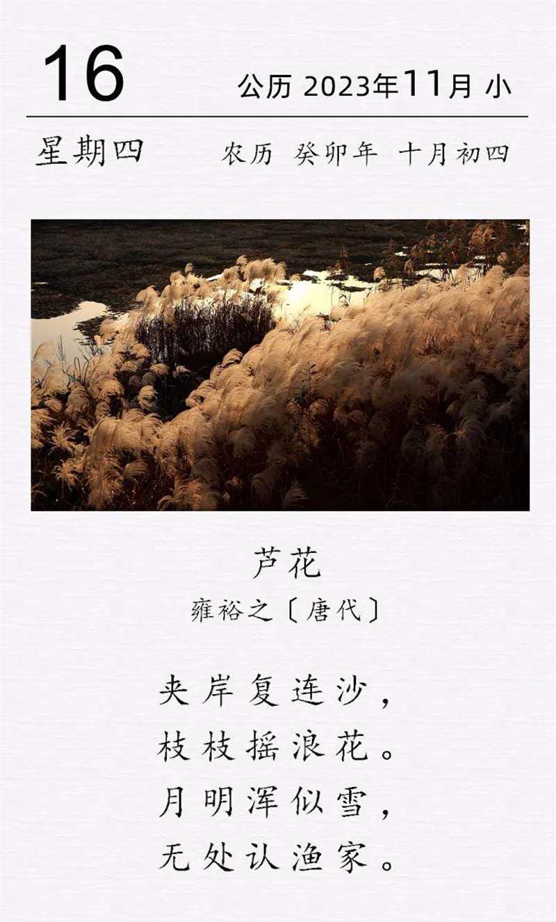 雍裕之《芦花》.jpg 雍裕之《芦花》.jpg